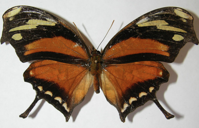 Figura 1. Adulto de <i>Consul cecrops</i></i> (Nymphalidae), vista dorsal, localidad Cafecito Sector Rincón Rain Forest ACG (455m). Voucher: 09-SRNP-69515-DHJ513546.jpg.