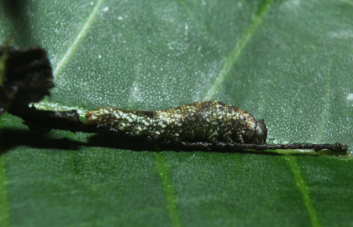 Figura 2. Larva <i>Consul cecrops</i></i> (Nymphalidae), vista comido de la larva, localidad Medrano Estación Quica Sector Pitilla ACG (380m). Voucher: 14-SRNP-71901-DHJ726207.jpg.