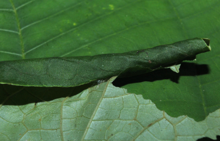 Figura 3. Casita de <i>Consul cecrops</i></i> (Nymphalidae), localidad Medrano Estación Quica Sector Pitilla ACG (380m). Voucher: 14-SRNP-71901-DHJ726264.jpg.