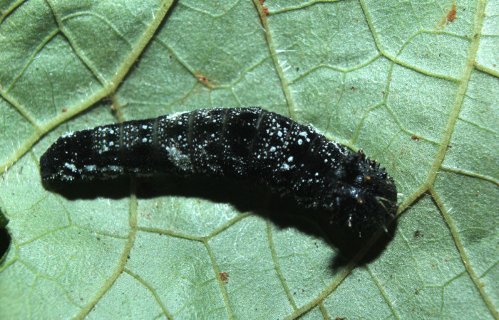 Figura 4. Larva <i>Consul cecrops</i></i> (Nymphalidae), tercer estadío (PPU) vista dorsal, localidad Medrano Estación Quica Sector Pitilla ACG (380m). Voucher: 14-SRNP-71901-DHJ726269.jpg.