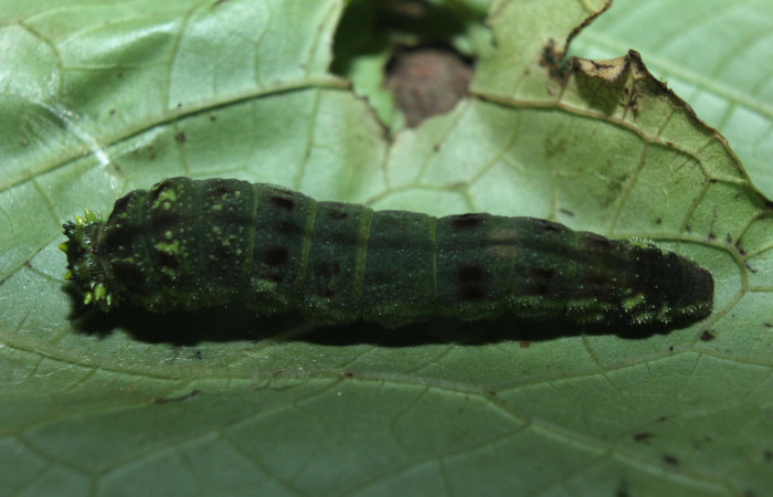 Figura 6. Larva <i>Consul cecrops</i></i> (Nymphalidae), último estadío (U) vista dorsal, localidad Medrano Estación Quica Sector Pitilla ACG (380m). Voucher: 14-SRNP-71901-DHJ726333.jpg.