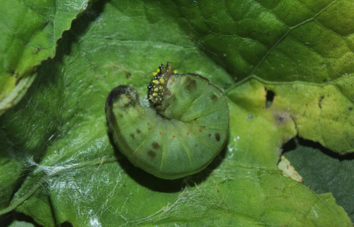 Figura 7. Larva <i>Consul cecrops</i></i> (Nymphalidae), en estado de prepupa vista dorsal, localidad Medrano Estación Quica Sector Pitilla ACG (380m). Voucher: 14-SRNP-71901-DHJ726436.jpg.
