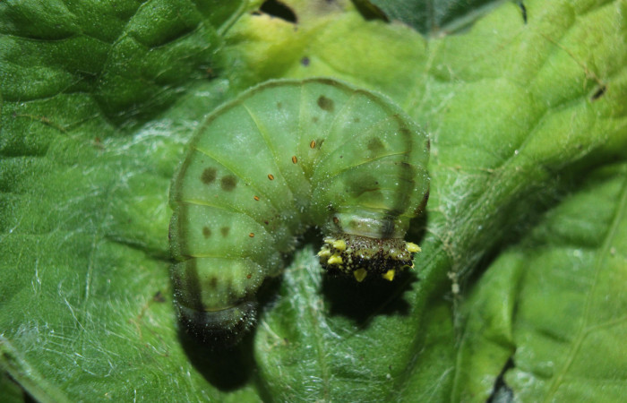 Figura 8. Larva <i>Consul cecrops</i></i> (Nymphalidae), en estado de prepupa vista dorsal, localidad Medrano Estación Quica Sector Pitilla ACG (380m). Voucher: 14-SRNP-71901-DHJ726439.jpg.