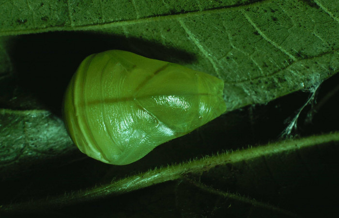 Figura 9. Pupa de <i>Consul cecrops</i></i> (Nymphalidae), vista dorsal, localidad Bosque Humedo Sector Santa Rosa ACG (290m). Voucher: 83-SRNP-1208-DHJ6183.jpg.