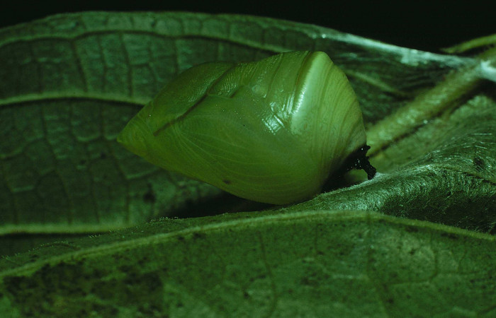 Figura 10. Pupa de <i>Consul cecrops</i></i> (Nymphalidae), vista lateral, localidad Bosque Humedo Sector Santa Rosa ACG (290m). Voucher: 83-SRNP-1208-DHJ6184.jpg.