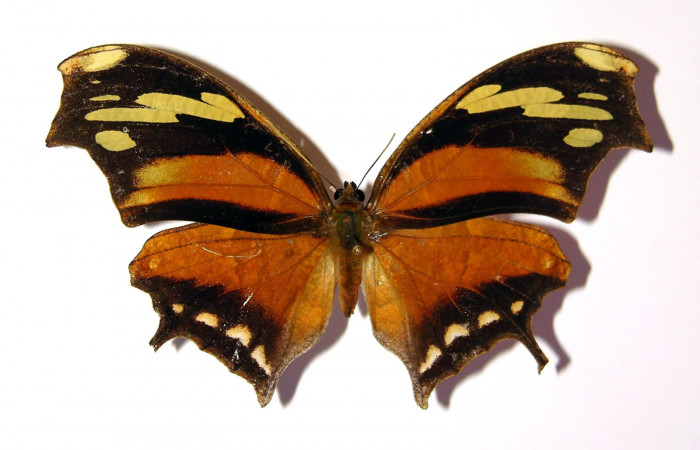 Figura 13. Adulto de <i>Consul cecrops</i></i> (Nymphalidae), hembra vista dorsal, localidad Quebrada Cementerio Sector San Cristóbal ACG (700m). Voucher: 97-SRNP-6963-DHJ97028.jpg.