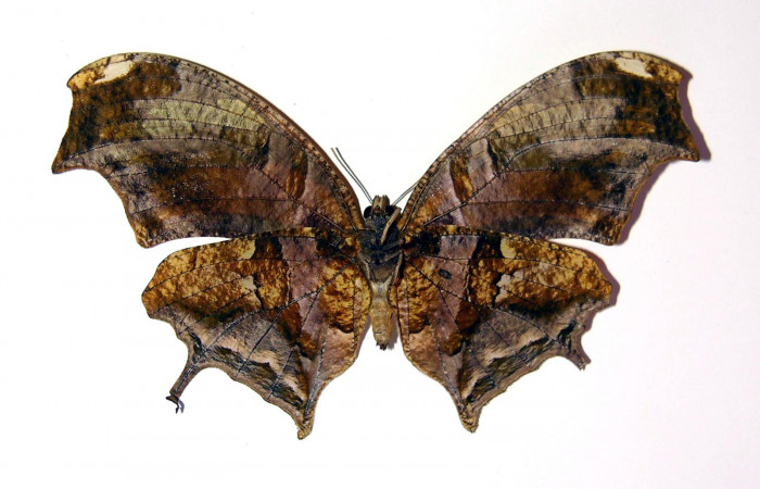Figura 14. Adulto de <i>Consul cecrops</i></i> (Nymphalidae), hembra vista ventral, localidad Quebrada Cementerio Sector San Cristóbal ACG (700m). Voucher: 97-SRNP-6963-DHJ97029.jpg.