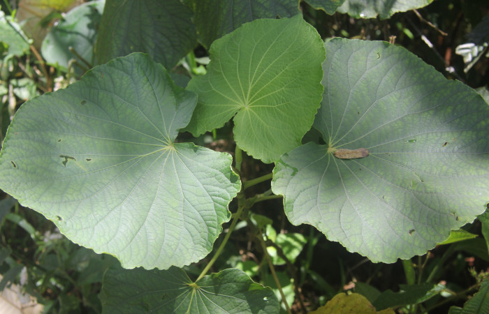 Figura 16. Planta hospedera de <i>Consul cecrops</i></i> (Nymphalidae), esta planta se llama <i>Piper marginatum</i></i> (Piperaceae), localidad Estación Quica Sector Pitilla ACG (470m).