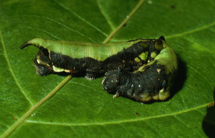 Fig. 10. Larva de <i>Therinia transversaria</i></i> (Saturniidae), comiendo <i>Uncaria tomentosa</i></i> (Rubiaceae).Voucher: 03-SRNP-18054-DHJ76956.