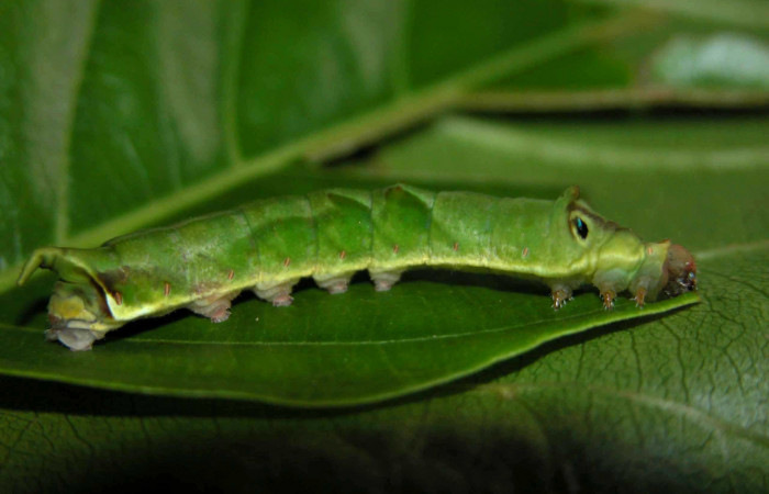Fig. 7. Larva de <i>Therinia transversaria</i></i> (Saturniidae), comiendo  <i>Uncaria tomentosa</i></i> (Rubiaceae).Voucher: 03-SRNP-19073-DHJ401053.