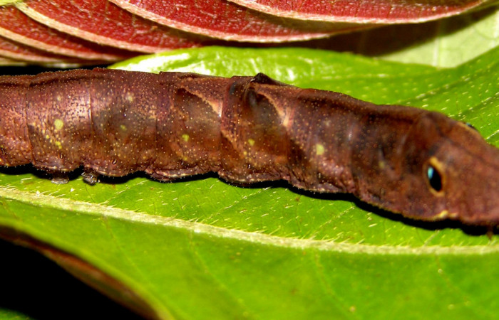 Fig. 9. Larva de <i>Therinia transversaria</i></i> (Saturniidae), comiendo  <i>Sabicea panamensis</i></i> (Rubiaceae).Voucher: 04-SRNP-34209-DHJ401525.