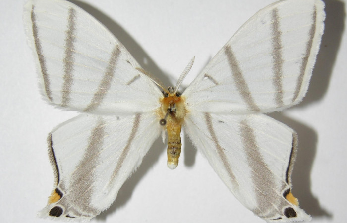Fig. 13. Macho de  <i>Therinia  transversaria</i></i> (Saturniidae), vista dorsal. Voucher: 05-SRNP-3467-DHJ334326.
