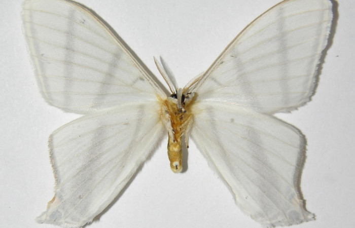 Fig. 14. Macho de  <i>Therinia transversaria</i></i> (Saturniidae),  vista ventral. Voucher: 05-SRNP-3467-DHJ334327.