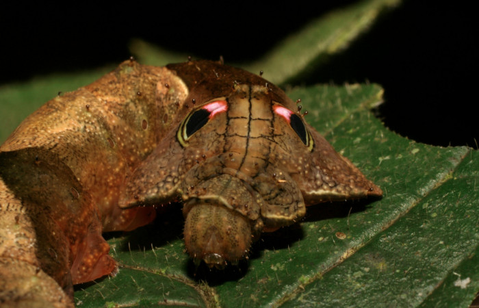Fig. 11. Detalle ojos <i>Oxytenis beprea</i></i> (Saturniidae), comiendo <i>Randia pittieri</i></i> (Rubiaceae).Voucher: 06-SRNP-33714-DHJ416305.