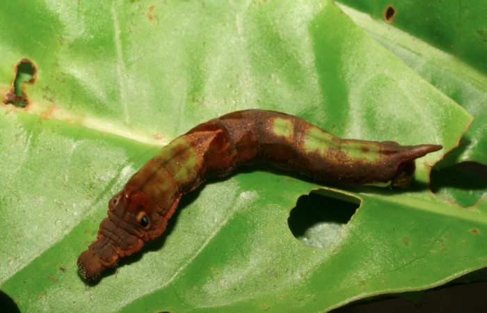 Fig. 6. Larva de <i>Therinia transversaria</i></i> (Saturniidae), comiendo  <i>Chimarrhis parviflora</i></i> (Rubiaceae).Voucher: 06-SRNP-5154-DHJ410908.