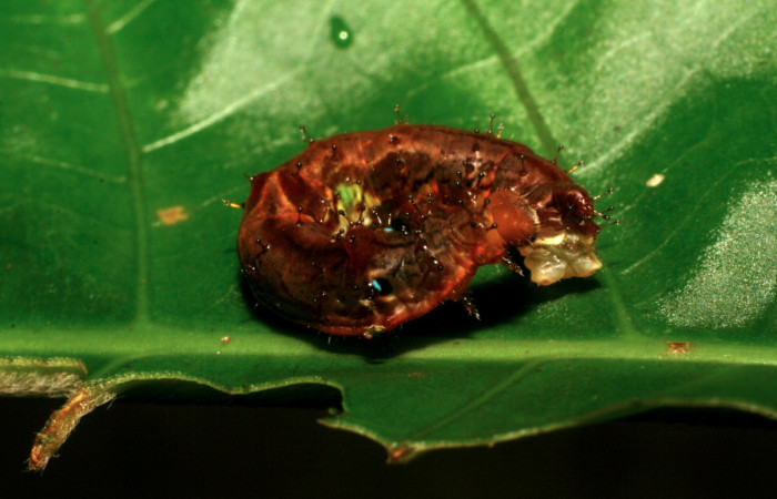 Fig. 2. Larva de <i>Therinia transversaria</i></i> (Saturniidae), comiendo <i>Chimarrhis parviflora</i></i> (Rubiaceae).Voucher: 06-SRNP-5156-DHJ410913.