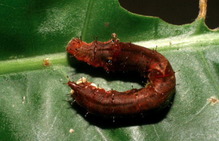 Fig. 3. Larva de <i>Therinia transversaria</i></i> (Saturniidae), comiendo <i>Chimarrhis parviflora</i></i> (Rubiaceae).Voucher: 06-SRNP-5156-DHJ410914.