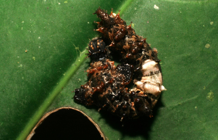 Fig. 4. Larva de <i>Oxytenis beprea</i></i> (Saturniidae), comiendo <i>Posoqueria latifolia</i></i> (Rubiaceae).Voucher: 07-SRNP-532599-DHJ421669.