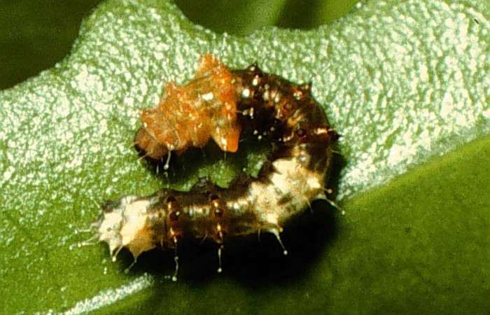Fig. 5. Larva de <i>Oxytenis beprea</i></i> (Saturniidae), comiendo <i>Randia grandifolia</i></i> (Rubiaceae).Voucher: 98-SRNP-3169-DHJ44669.