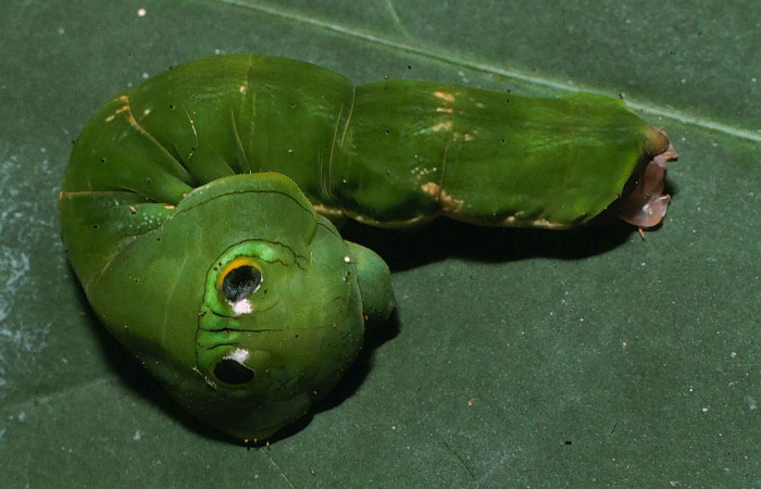 Fig. 8. Larva de <i>Oxytenis  modoccidentalis</i></i> (Saturniidae), comiendo <i>Posoqueria latifolia</i></i> (Rubiaceae).Voucher: 99-SRNP-11853-DHJ51635.