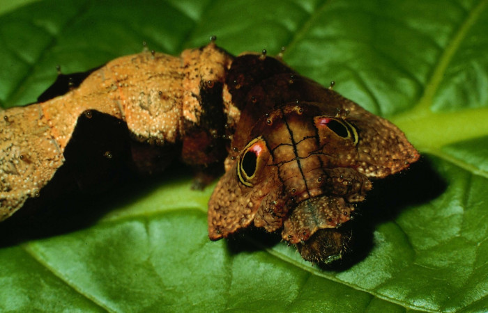 Fig.1 .Larva <i>Oxytenis beprea </i></i>, vista cabeza frontal. Voucher.:  95-SRNP-4722-DHJ23531.jpg