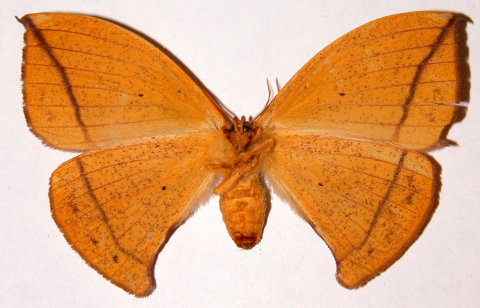 Fig. 10 Adulto <i>Oxytenis beprea</i></i> vista ventral, hembra. Voucher: 00-SRNP-11722- 00-SRNP-11722-DHJ33931.jpg