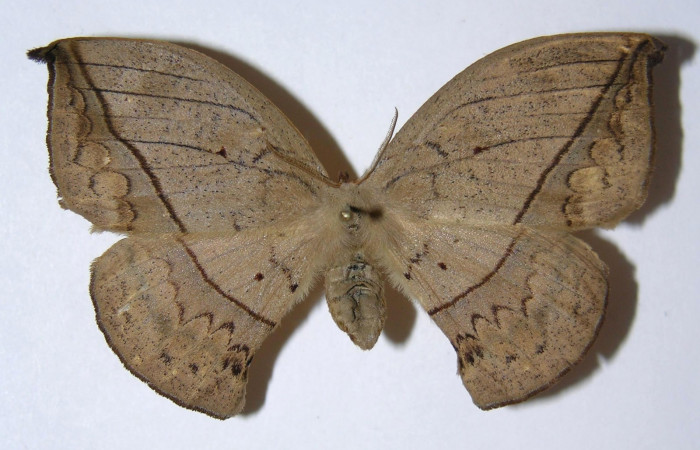 Fig.11  Adulto <i>Oxytenis beprea</i></i> vista dorsal, hembra. Voucher: 02-SRNP-30562-DHJ334292.jpg