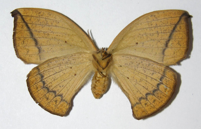 Fig.12 Adulto <i>Oxytenis beprea</i></i> vista ventral, hembra. Voucher: 02-SRNP-30562-DHJ334293.jpg