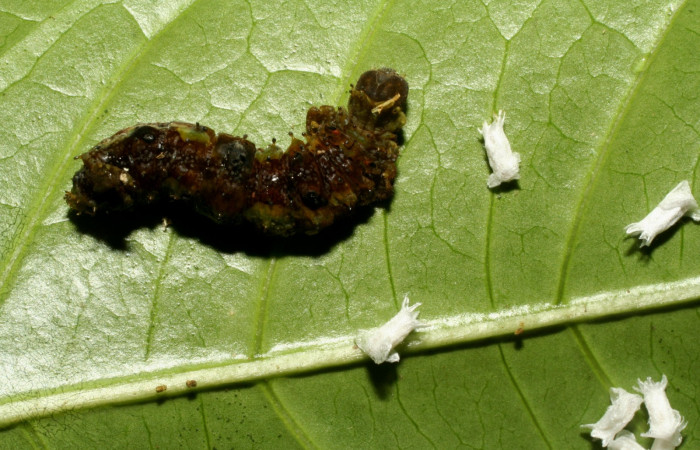 Fig.13. Cadaver de  <i>Oxytenis beprea</i></i>  y capullos de <i>Glyptapanteles</i></i> Whitfield54 (Braconiidae).  Voucher:  09-SRNP-31950-DHJ458912.jpg.