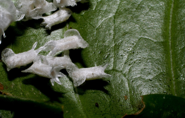 Fig.14. Capullos de  <i>Glyptapanteles</i></i> Whitfield54 (Braconiidae). Voucher: 09-SRNP-31950-DHJ458915.jpg 