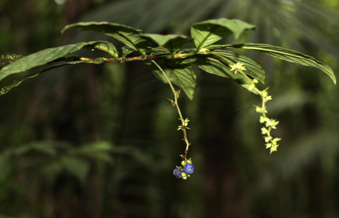 Fig. 15 <i>Bertiera bracteosa</i></i>, hospedero de <i>Oxytenis beprea</i></i>, Estación Pitilla Area Conservación Guanacaste.