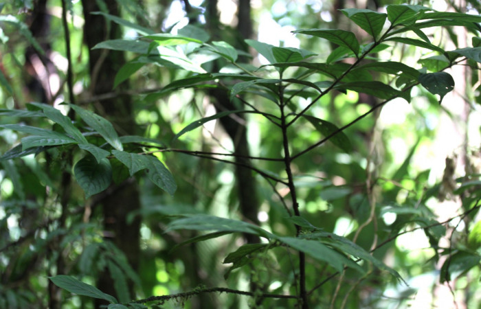 Fig. 16  <i>Bertiera bracteosa</i></i>, hospedero de <i>Oxytenis beprea</i></i>,  Planta entera Estación Pitilla Area Conservación Guanacaste.