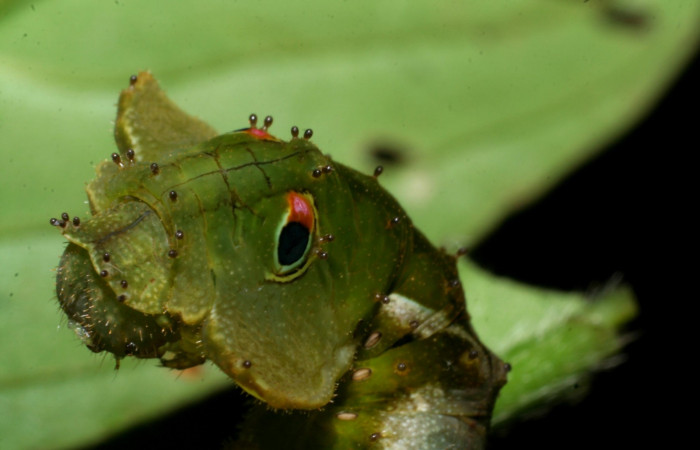 Fig.3 Larva <i>Oxytenis beprea</i></i>, vista cabeza lateral. Voucher: 08-SRNP-31208-DHJ438886.jpg.