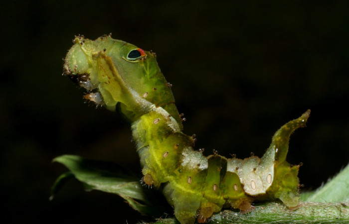Fig.4.. Larva <i>Oxytenis beprea</i></i> ,vista lateral ultimo estadio. Voucher: 08-SRNP-31208-DHJ438895.jpg