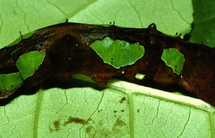 Fig. 5  Larva <i>Oxytenis beprea</i></i> vista lateral, penultimo estadio. Voucher: 01-SRNP-2290-DHJ58084.jpg