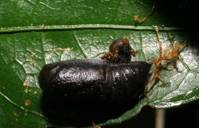 Fig. 6 Pupa  <i>Oxytenis beprea</i></i> vista semidorsal. Voucher: 07-SRNP-36062-DHJ421942.jpg.