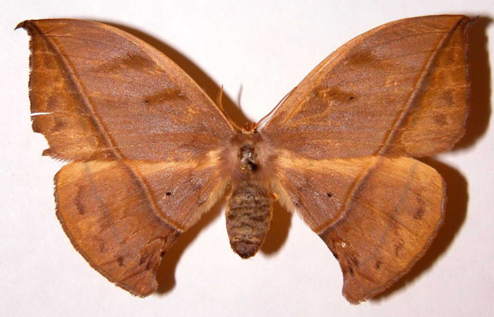 Fig. 9 Adulto <i>Oxytenis beprea</i></i> vista dorsal, hembra. Voucher: 00-SRNP-11722- 00-SRNP-11722-DHJ33930.jpg