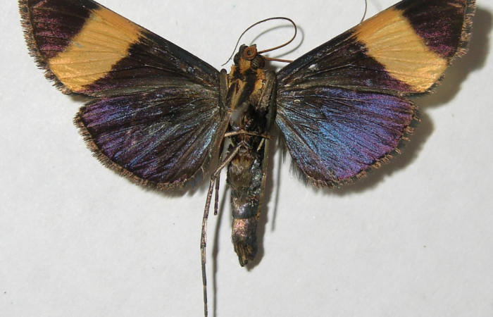 Figura 7. Adulto <i>Pilocrocis xanthozonalis</i></i> (Crambidae), macho mostrando parte dorsal, localidad Argendora Sector Brasilia ACG (370m). Voucher: 08-SRNP-66108-DHJ502509.jpg.