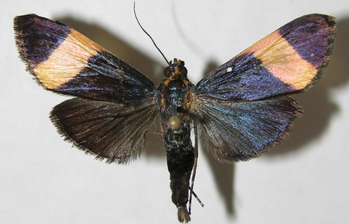 Figura 8. Adulto <i>Pilocrocis xanthozonalis</i></i> (Crambidae), macho mostrando parte ventral, localidad Argendora Sector Brasilia ACG (370m). Voucher: 08-SRNP-66110-DHJ502512.jpg.