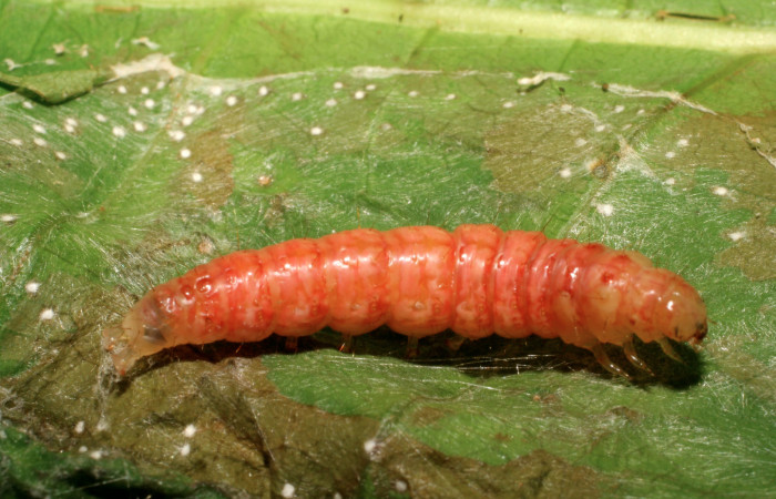 Figura 5. Larva <i>Pilocrocis xanthozonalis</i></i> (Crambidae), en estado de prepupa , mostrando parte lateral, localidad Argendora, Sector Brasila ACG (370m). Voucher: 08-SRNP-66111-DHJ449894.jpg.