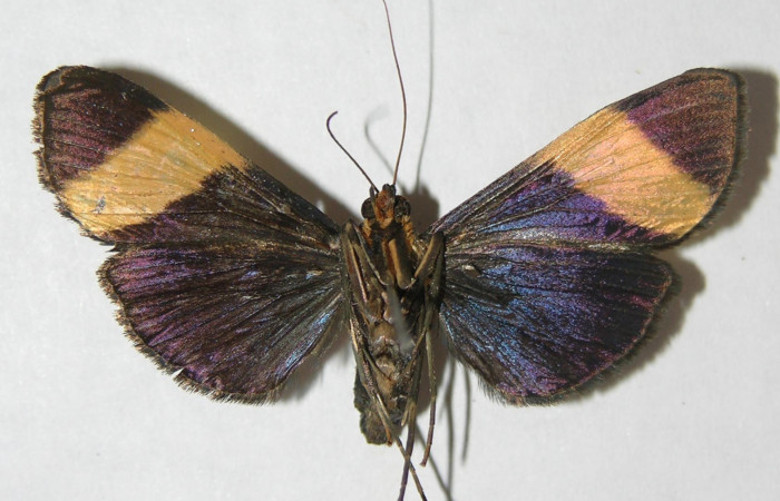 Figura 10. Adulto <i>Pilocrocis xanthozonalis</i></i> (Crambidae), hembra mostrando parte ventral, localidad Argendora Sector Brasilia ACG (370m). Voucher: 08-SRNP-66112-DHJ502505.jpg.