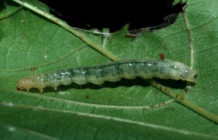 Figura 4. Larva <i>Pilocrocis xanthozonalis</i></i> (Crambidae), en último estadío (U), mostrando parte lateral, localidad Bullas Estación Quica, Sector Pitilla ACG (440m). Voucher: 09-SRNP-70986-DHJ457647jpg.