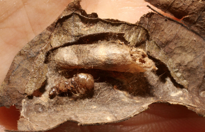 Figura 11. Resto de capullo de parásito Ichneumonidae de larva <i>Pilocrocis xanthozonalis</i></i> (Crambidae), mostrando parte lateral, localidad Bullas Sector Pitilla ACG (440m). Voucher: 09-SRNP-70987-DHJ474223jpg.