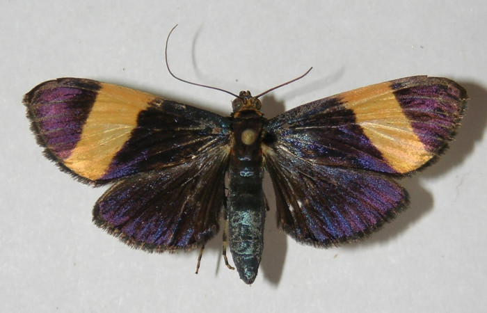 Figura 1. Adulto <i>Pilocrocis xanthozonalis</i></i> (Crambidae), macho mostrando parte dorsal, localidad  Bullas Sector Pitilla ACG (440m). Voucher: 09-SRNP-71441-DHJ524986.jpg.