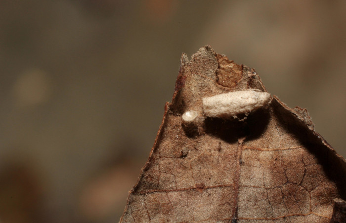 Figura 12. Resto de capullo de parásito Braconidae de larva <i>Pilocrocis xanthozonalis</i></i> (Crambidae), mostrando parte dorsal, localidad Bullas Sector Pitilla ACG (440m). Voucher: 11-SRNP-71315-DHJ802285.jpg.