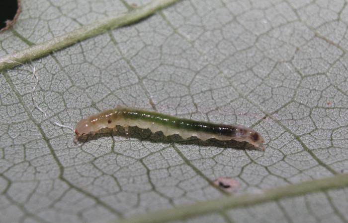 Figura 2. Larva <i>Pilocrocis xanthozonalis</i></i> (Crambidae), en tercer estadío (PPU), mostrando parte lateral, localidad Bullas, Estación Quica Sector Pitilla ACG (440m). Voucher: 18-SRNP-70985-DHJ742260.jpg.