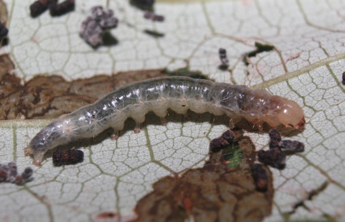 Figura 3. Larva <i>Pilocrocis xanthozonalis</i></i> (Crambidae), en penúltimo estadío (PU), mostrando parte lateral, localidad Bullas Estación Quica, Sector Pitilla ACG (440m). Voucher: 18-SRNP-70985-DHJ742438.jpg.