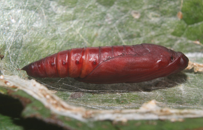 Figura 6. Pupa de <i>Pilocrocis xanthozonalis</i></i> (Crambidae), mostrando parte lateral, localidad Bullas Estación Quica, Sector Pitilla ACG (440m). Voucher: 18-SRNP-70985-DHJ742589.jpg.