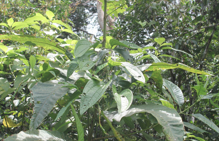 Figura 13. Planta hospedera de larva <i>Pilocrocis xanthozonalis</i></i> (Crambidae), planta llamada <i>Isertia laevis</i></i> (Rubiaceae), localidad Argendora Sector Brasilia ACG (370m). Foto tomada por; Ricardo Calero, 01 septiembre 2018.