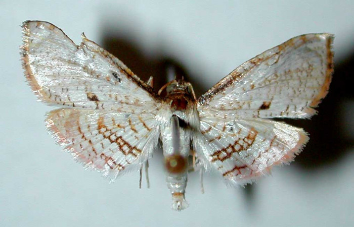 Figura 14. Adulto macho de <i>Microsca paullula</i></i> (Thyrididae), vista dorsal. 01-SRNP-3390-DHJ35108